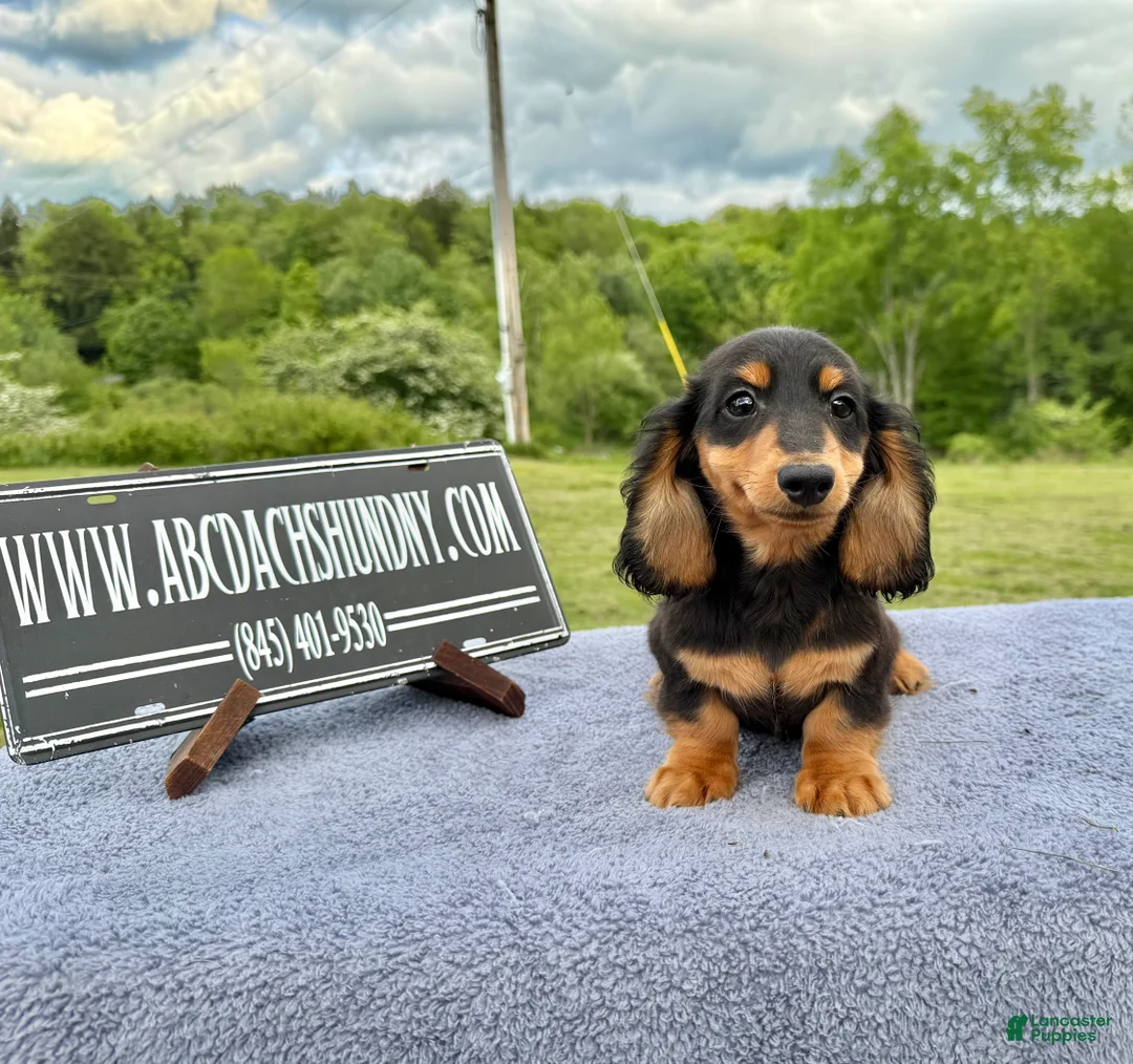Miniature Dachshund dogs for sale: Russian male - Ad 2