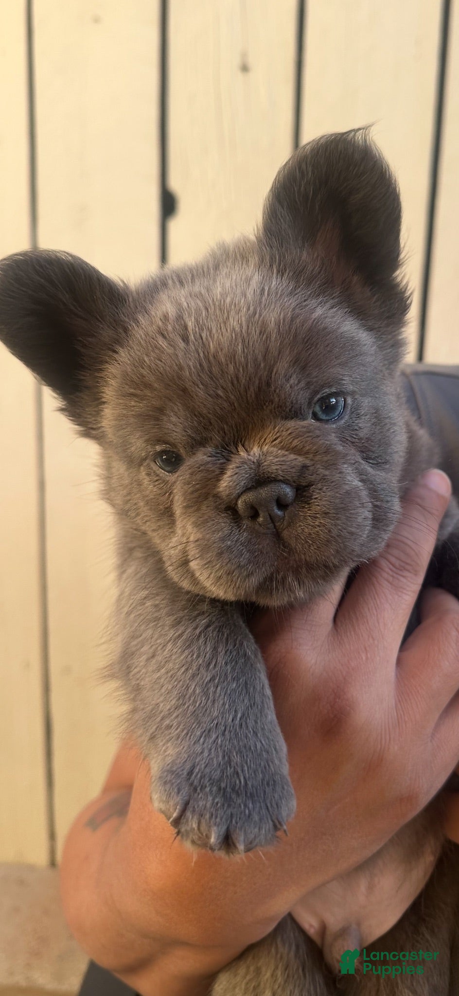 French Bulldog dogs Nicholas - Ad 2