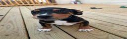 Mixed Breed dogs for sale: Stitch - Ad 1