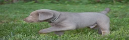 Labrador Retriever dogs for sale: Thunder - Ad 19