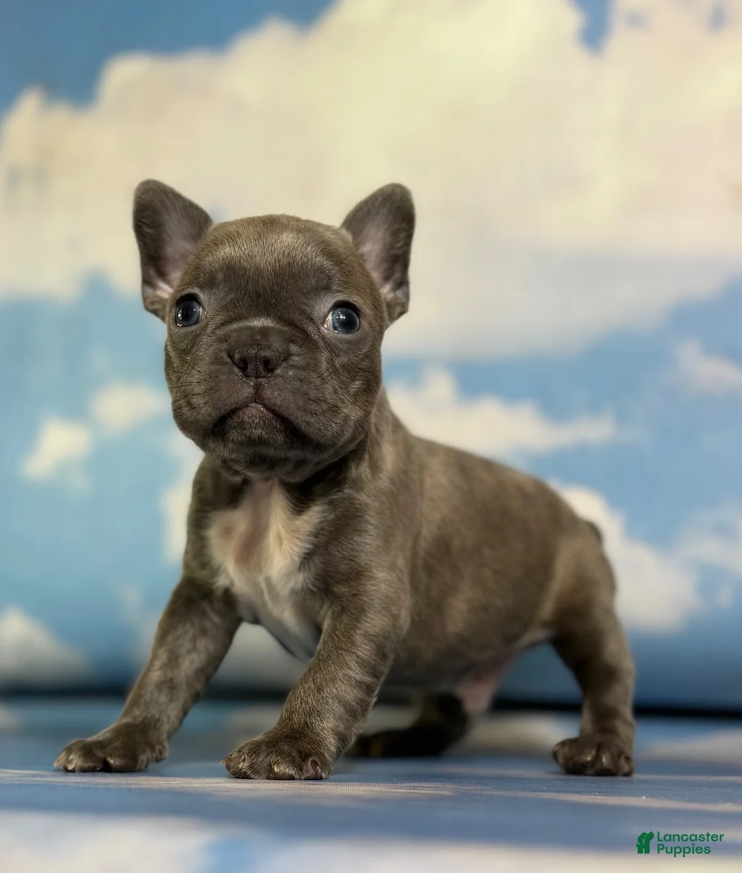 Frenchton dogs for sale: Lorenzo - Ad 2