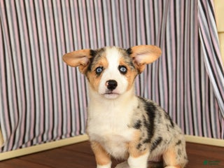 Welsh Corgi Pembroke dogs - Ad 17