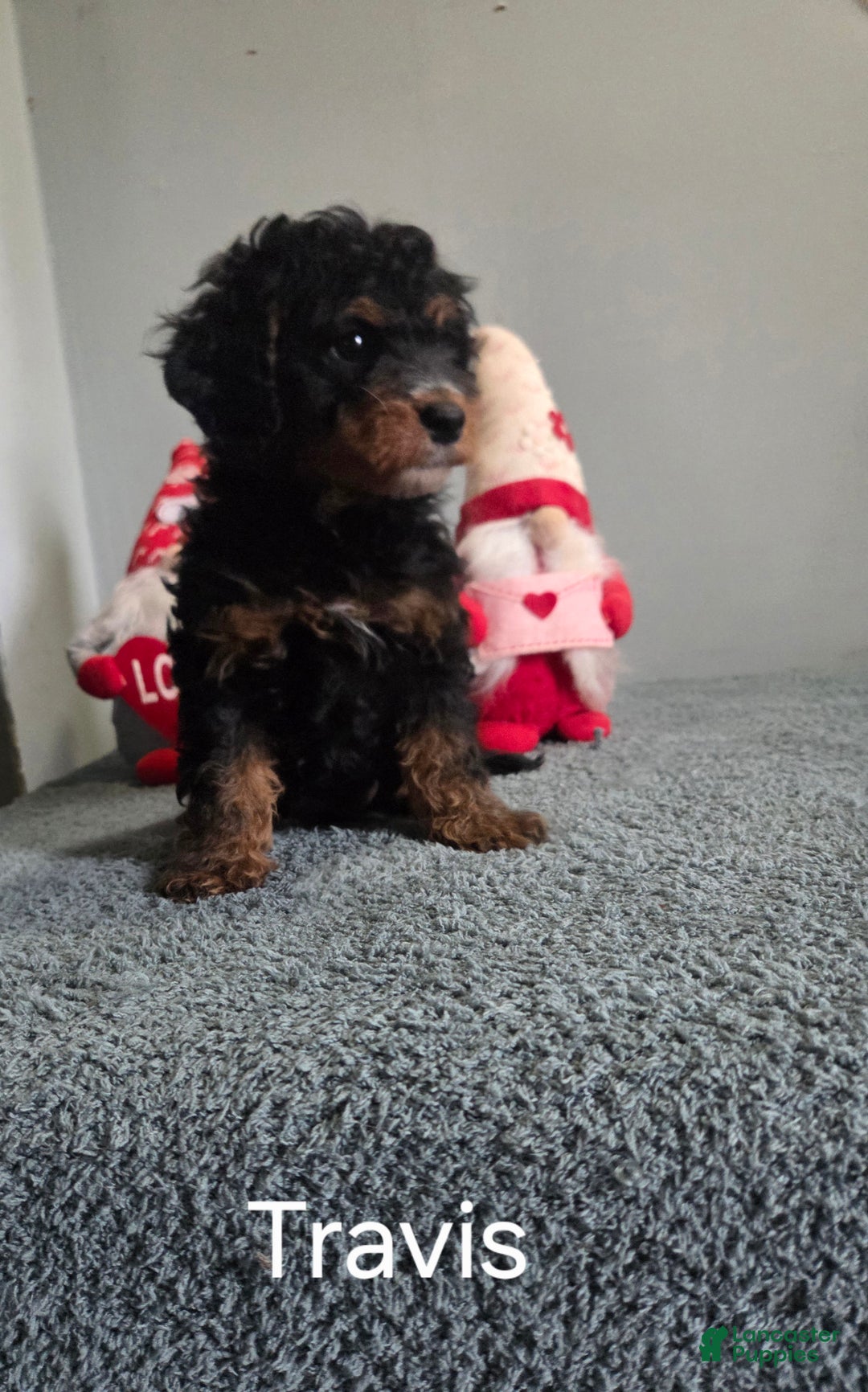 Cavapoo dogs for sale: Travis - Ad 5