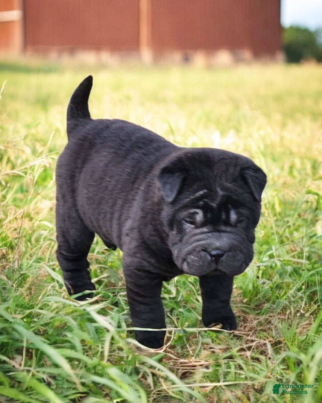 Shar Pei dogs for sale: Raven mini  - Ad 3