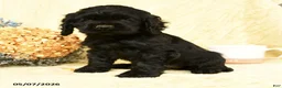 Cocker Spaniel dogs for sale: Beauty - Ad 2