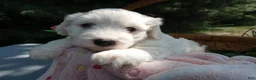 Mini Bernedoodle dogs for sale: Mini Bernedoodle 1 Ragan - Ad 4