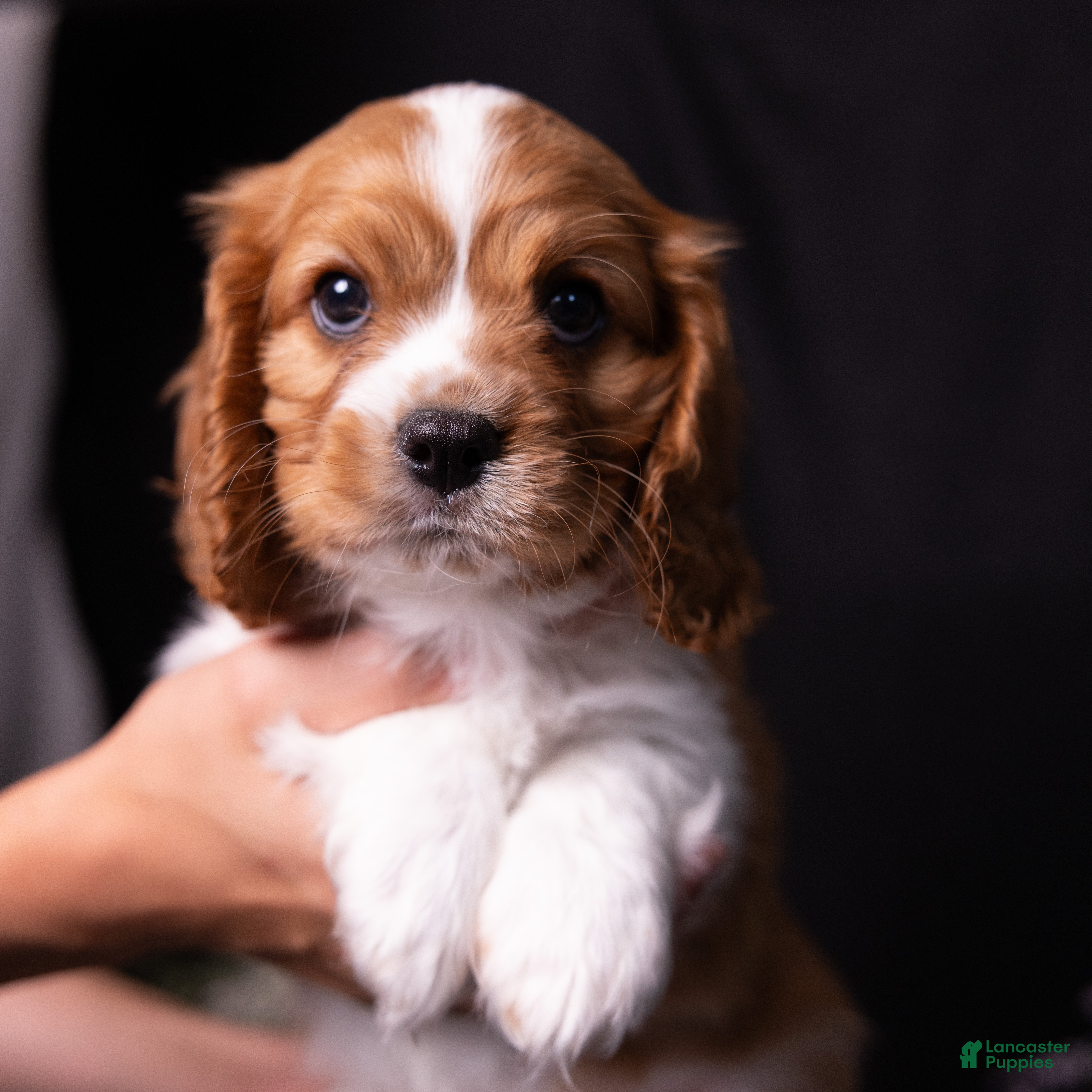 Cavalier King Charles Spaniel dogs Oswald - Ad 1