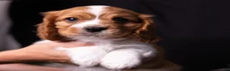 Cavalier King Charles Spaniel dogs for sale: Oswald - Ad 8