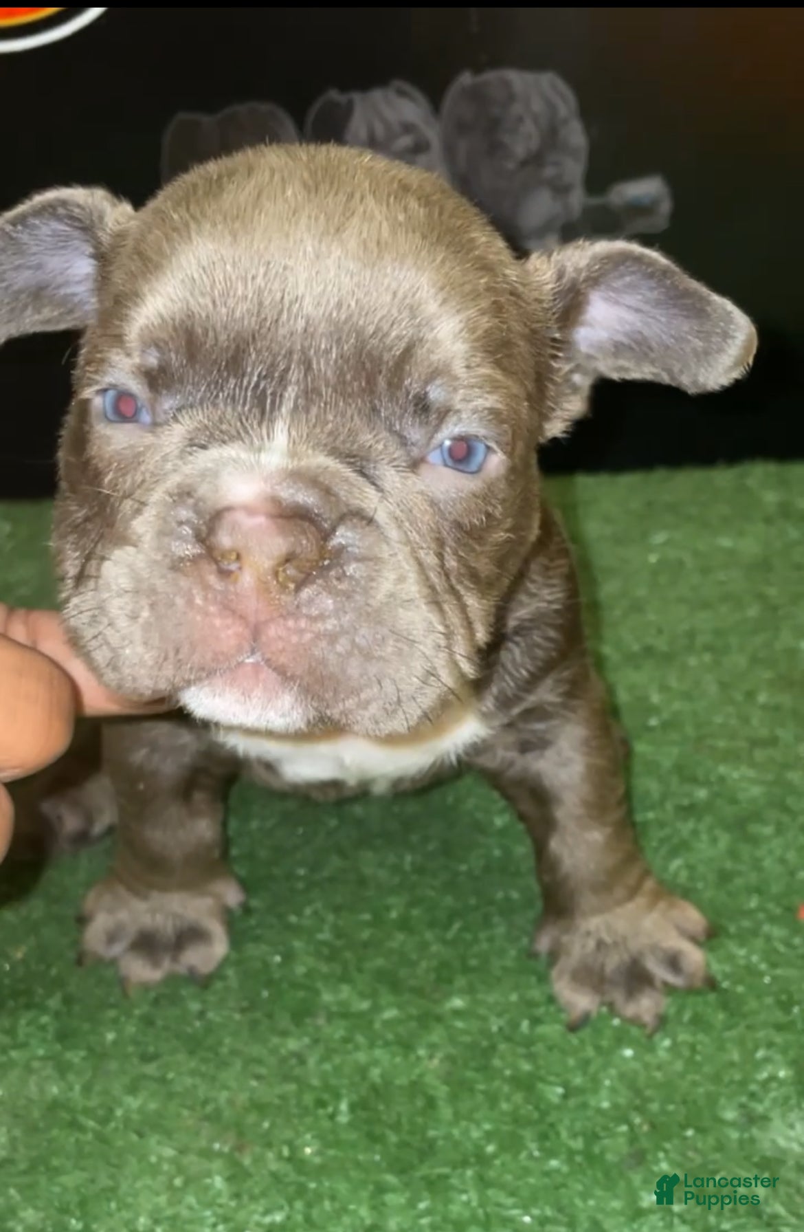 American Bully dogs Lilac male - Ad 10