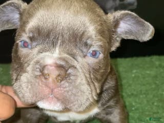American Bully dogs Lilac male - Ad 13