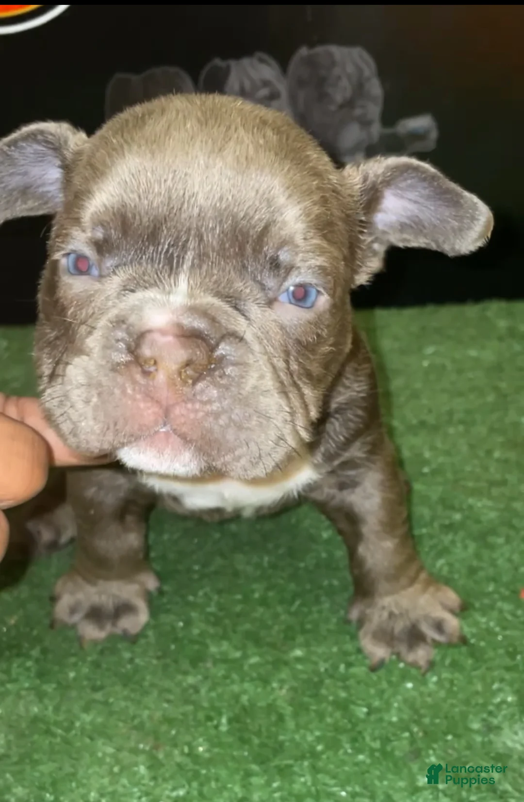 American Bully dogs for sale: Lilac male - Ad 1