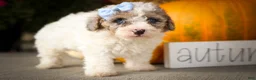Miniature Poodle dogs for sale: Juno🦴  - Ad 3