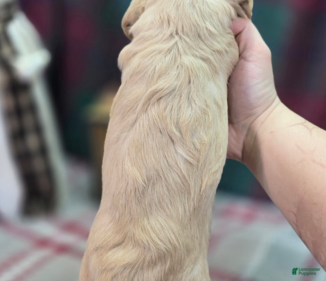 Cockapoo dogs for sale: Lieutenant Pete - Ad 42