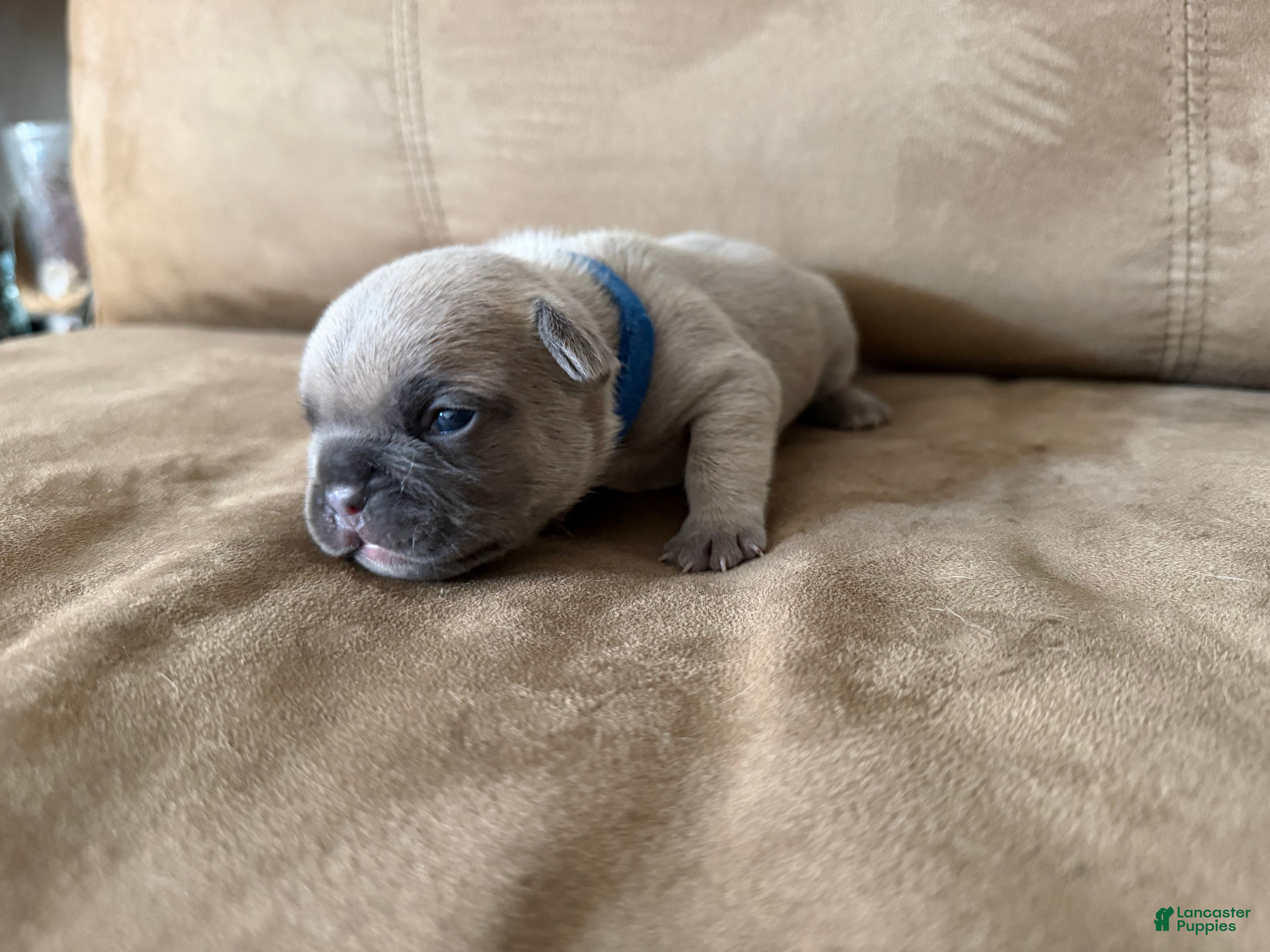 French Bulldog dogs French Bulldog Puppy 2 - Ad 7