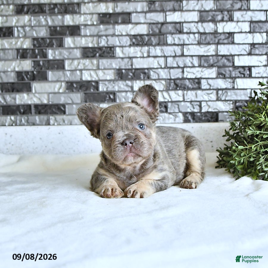 French Bulldog dogs Tessa - Ad 2