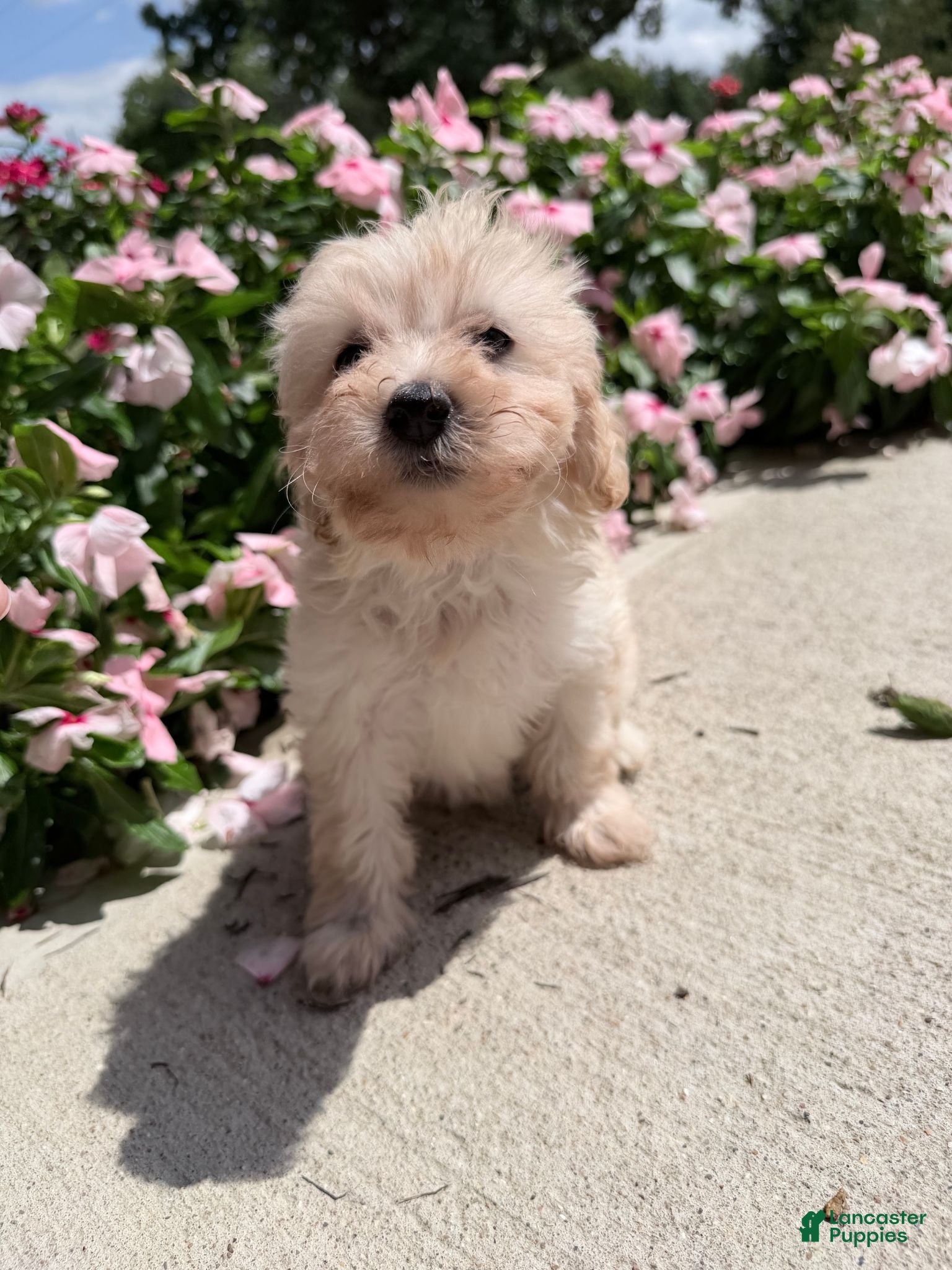 Maltipoo dogs Kip - Ad 1