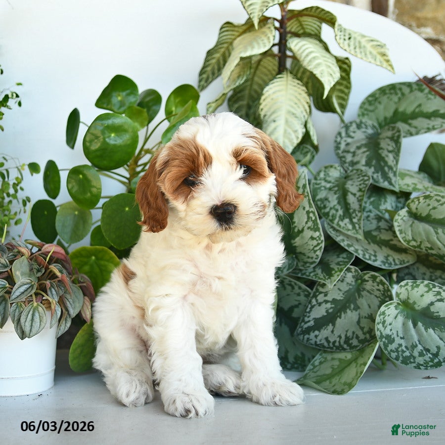 Cavapoo dogs for sale: Lucy  - Ad 2