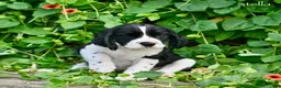 English Springer Spaniel dogs for sale: Stella  - Ad 5