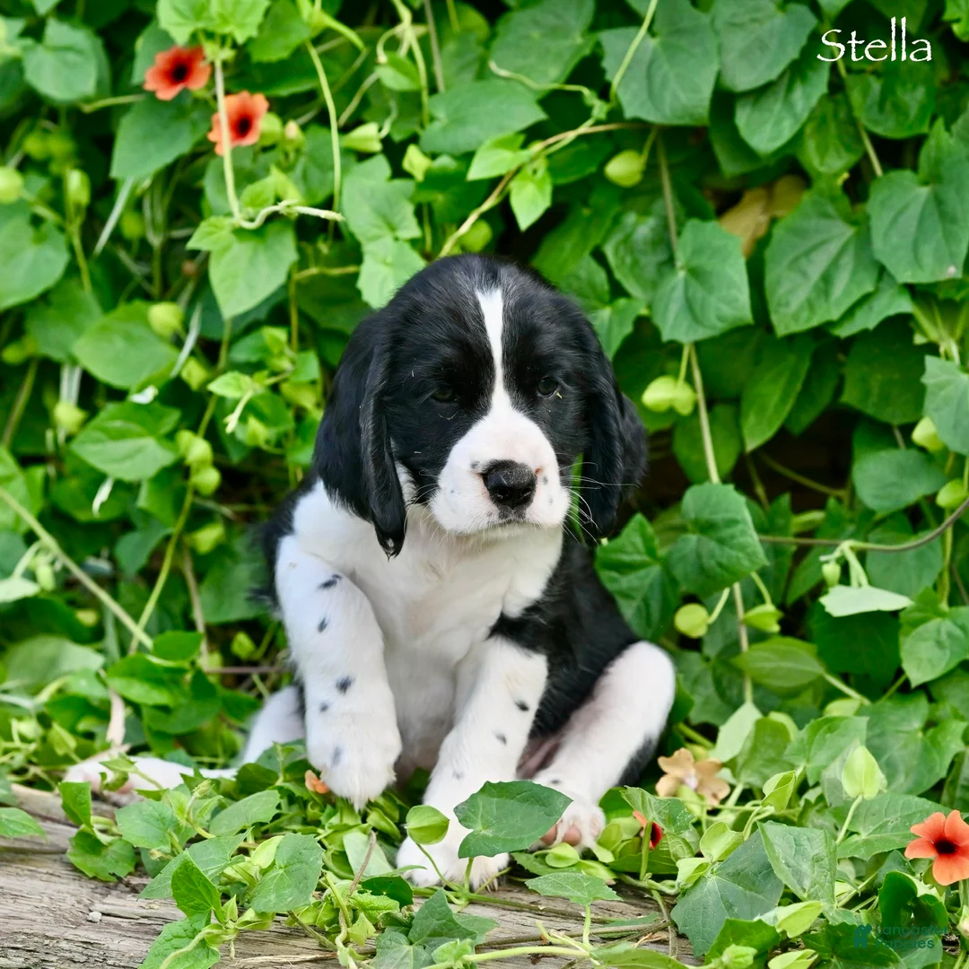 English Springer Spaniel dogs for sale: Stella  - Ad 5