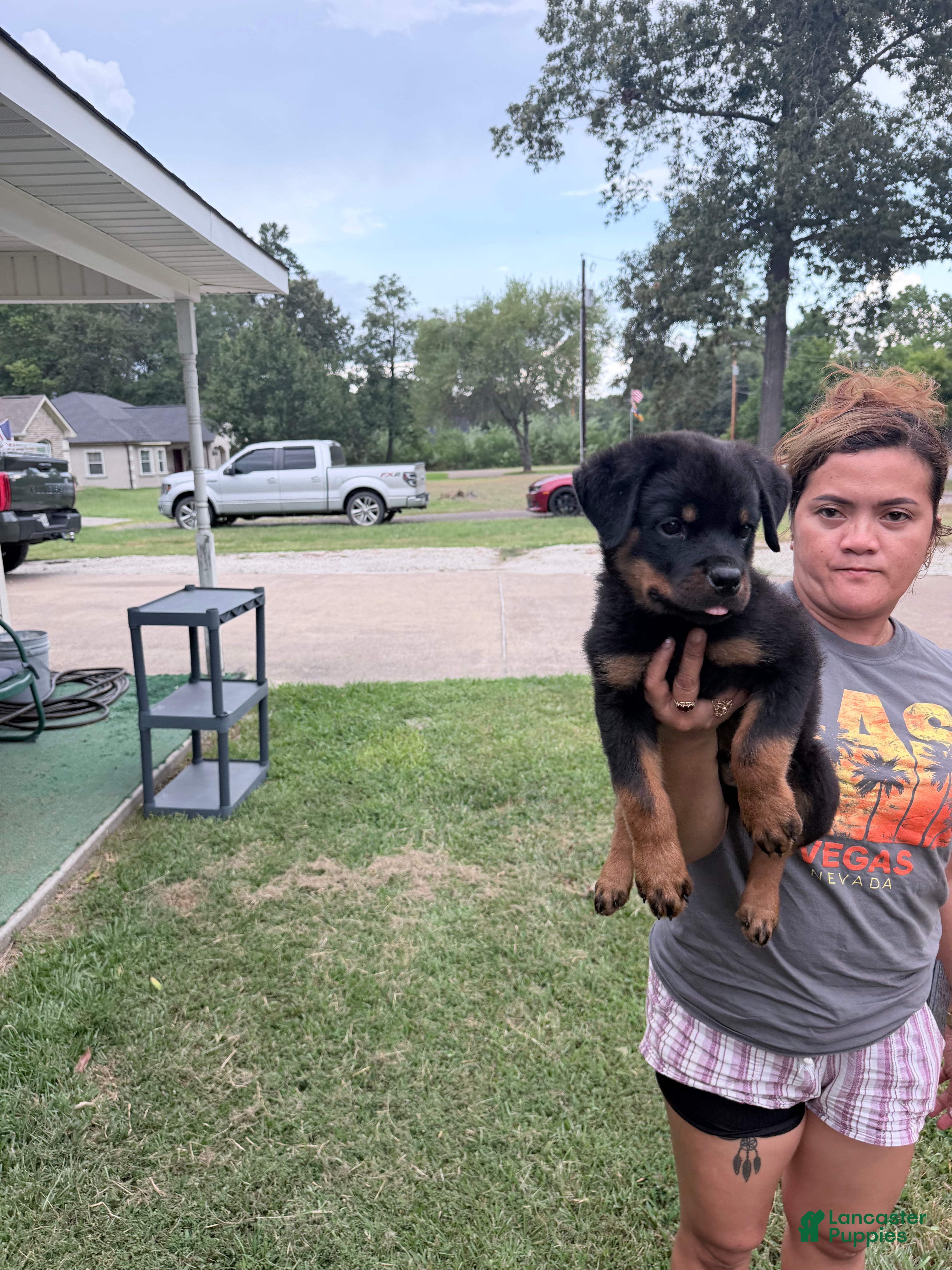 Rottweiler dogs Orange color male - Ad 1