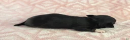 Chihuahua dogs for sale: AKC Charlotte - Ad 8