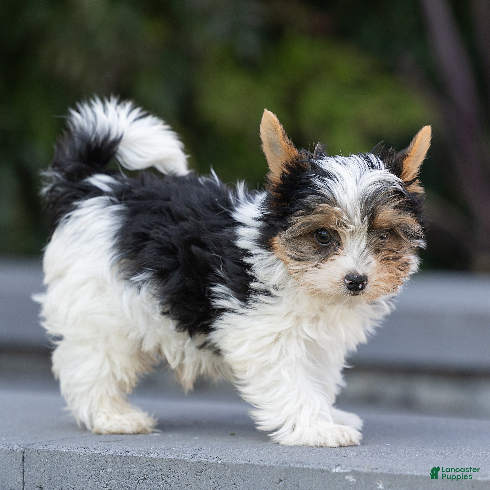 Biewer Terrier dogs Bennie Biewer Terrier  - Ad 2