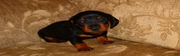 Miniature Dachshund dogs for sale: Milo - Ad 2