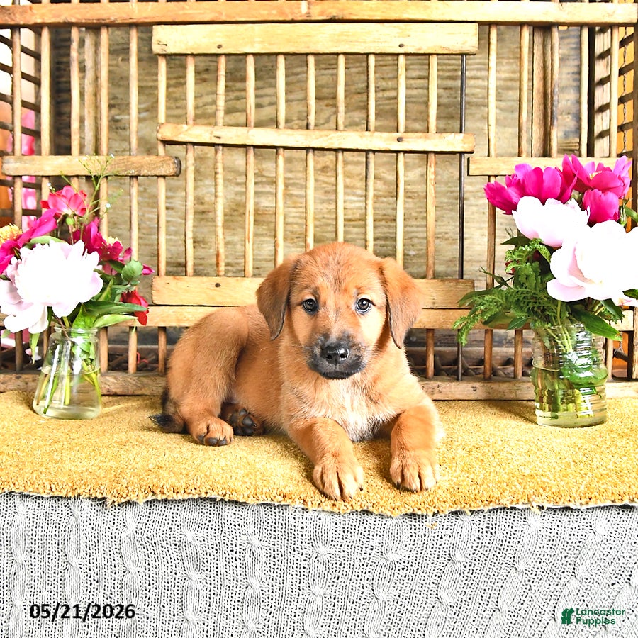 Golden Shepherd dogs Roxy - Ad 2