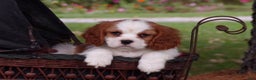 Cavalier King Charles Spaniel dogs for sale: Harbor - Ad 1
