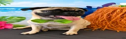 Pug dogs for sale: Pug boy  - Ad 3