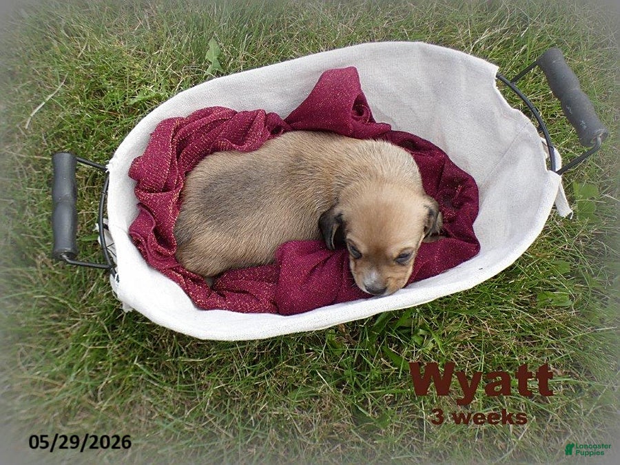 Dachshund dogs Wyatt - Ad 2