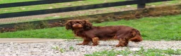 Cavapoo dogs for sale: Copper - Ad 7