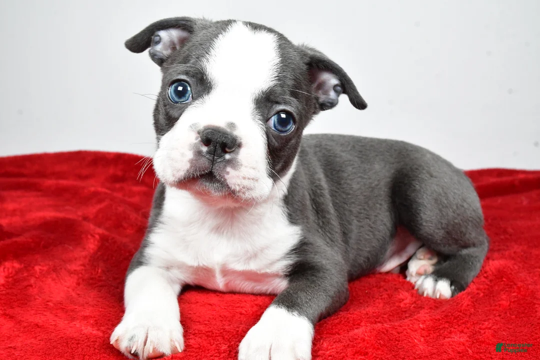 Boston Terrier dogs for sale: Seth - Ad 1