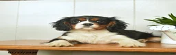 Cavalier King Charles Spaniel dogs for sale: Santa   - Ad 2