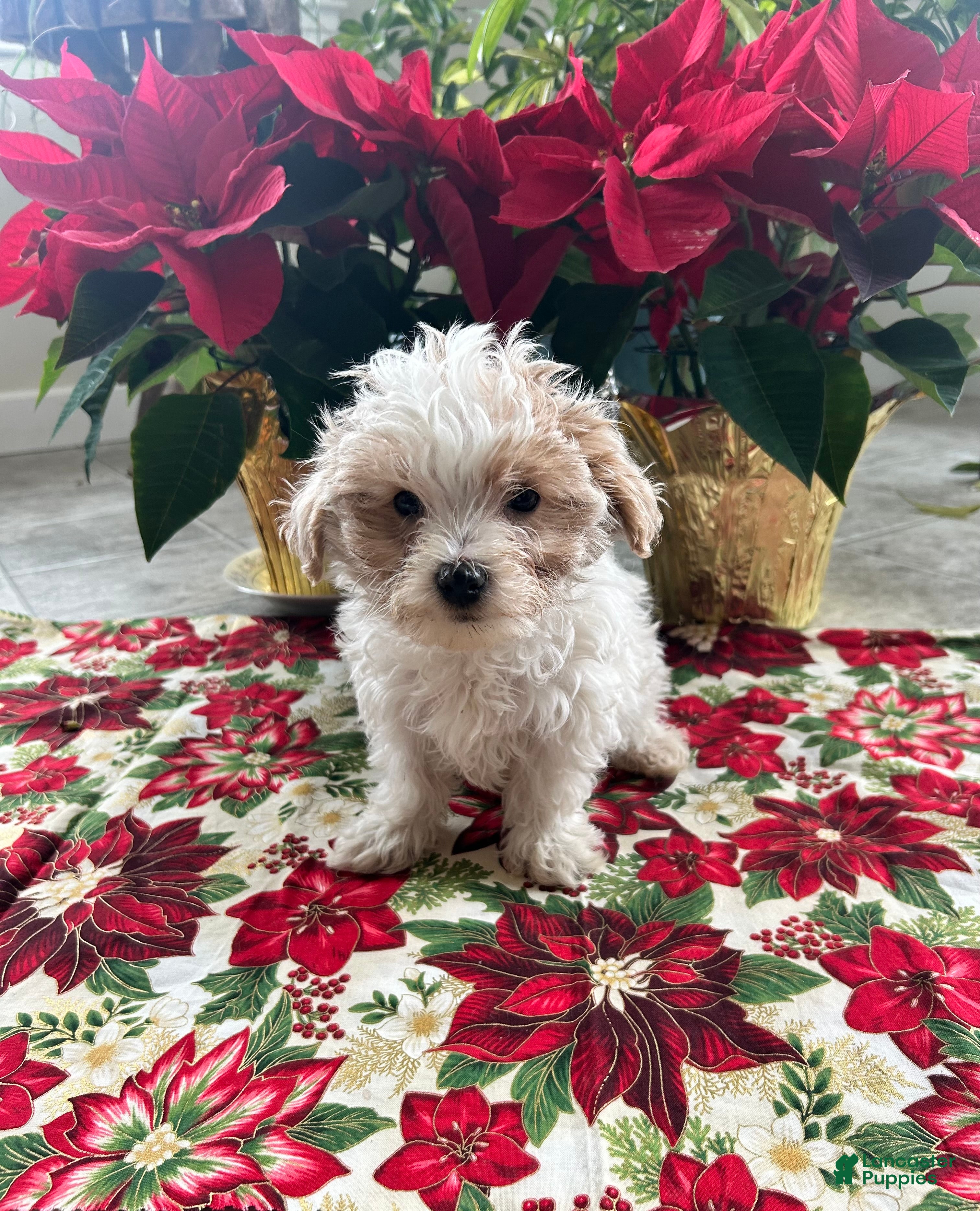 Maltipoo dogs TEDDY - Ad 14
