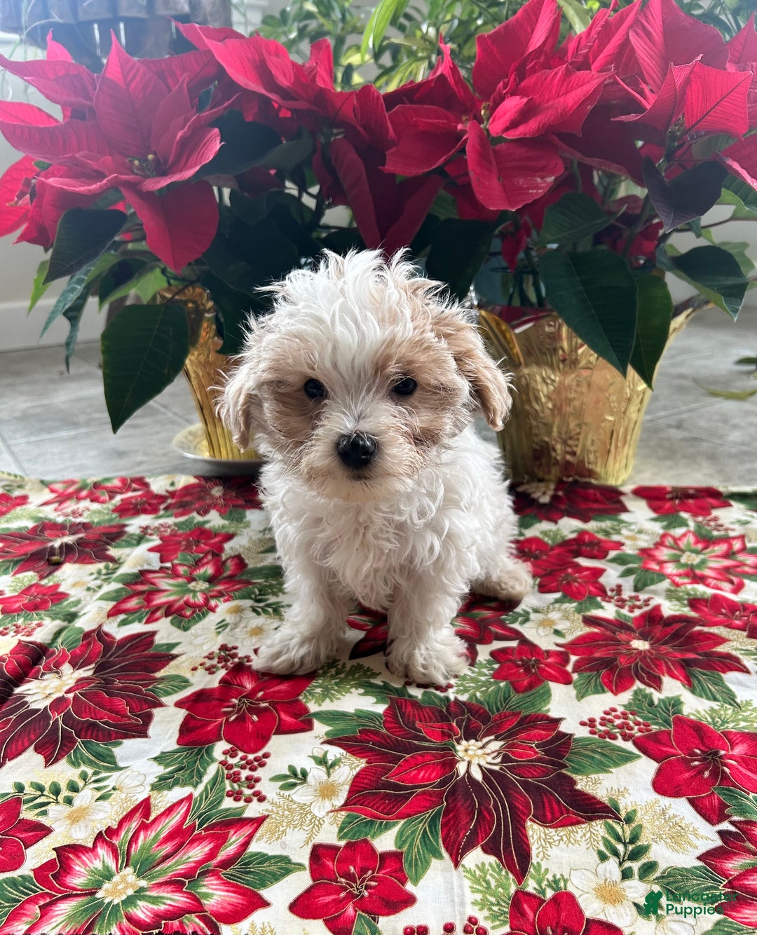 Maltipoo dogs for sale: TEDDY - Ad 1