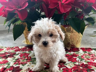 Maltipoo dogs TEDDY - Ad 14