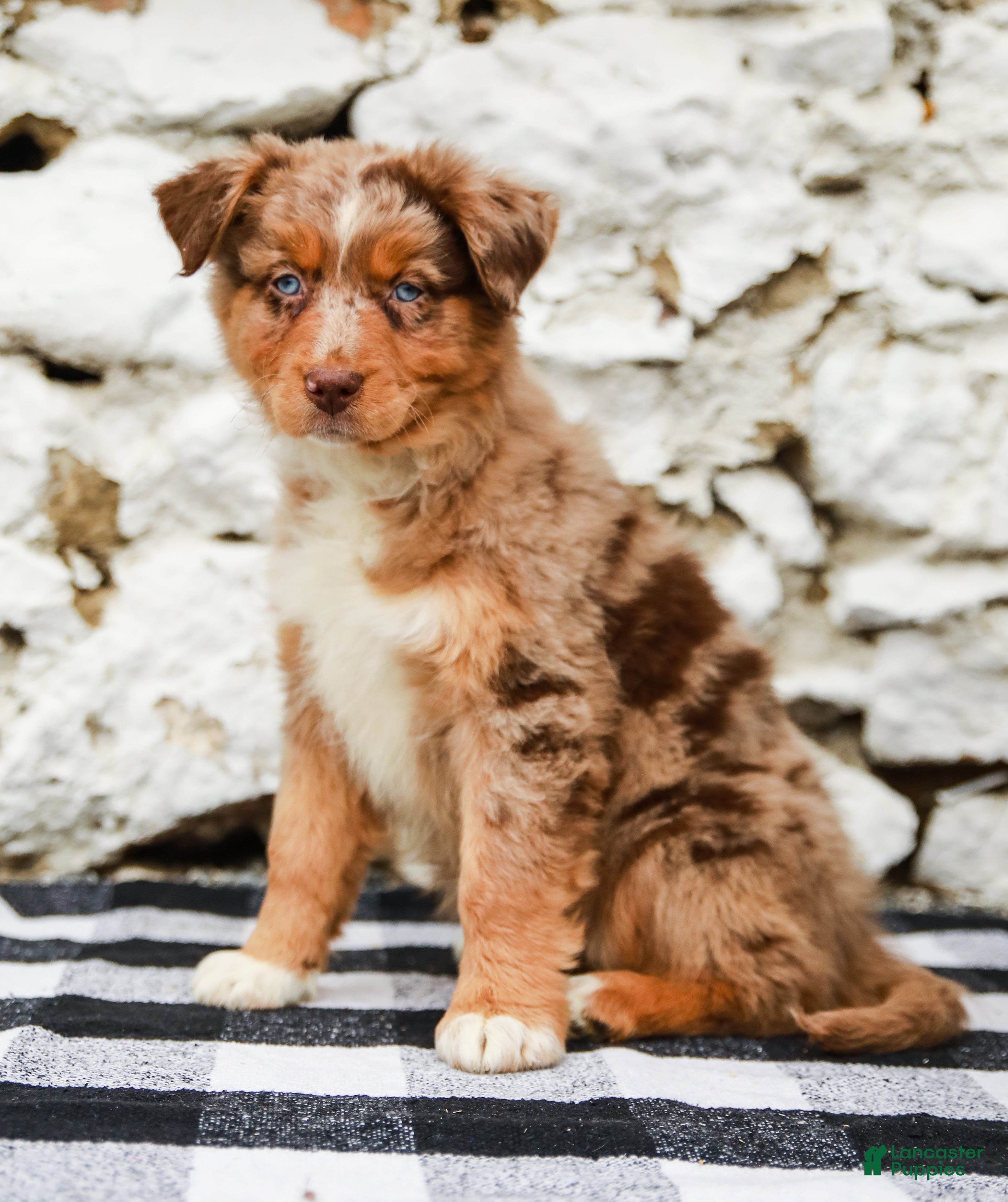 Australian Shepherd dogs Crystal - Ad 1