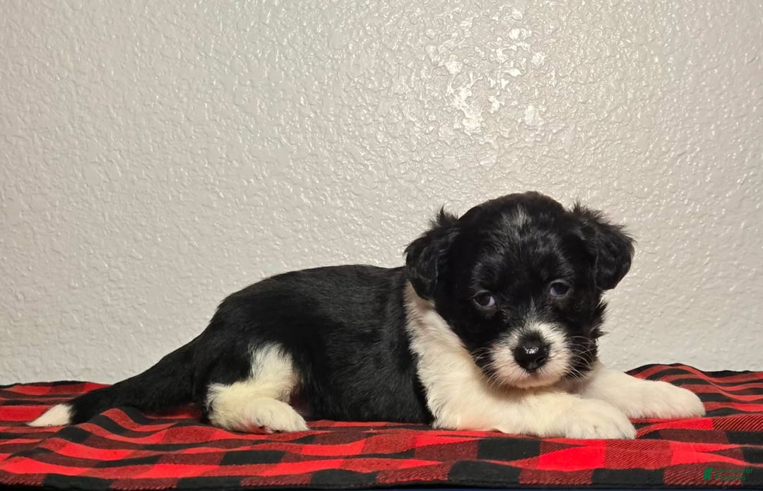 Mini Aussiedoodle dogs for sale: Paisley – Female - Ad 5