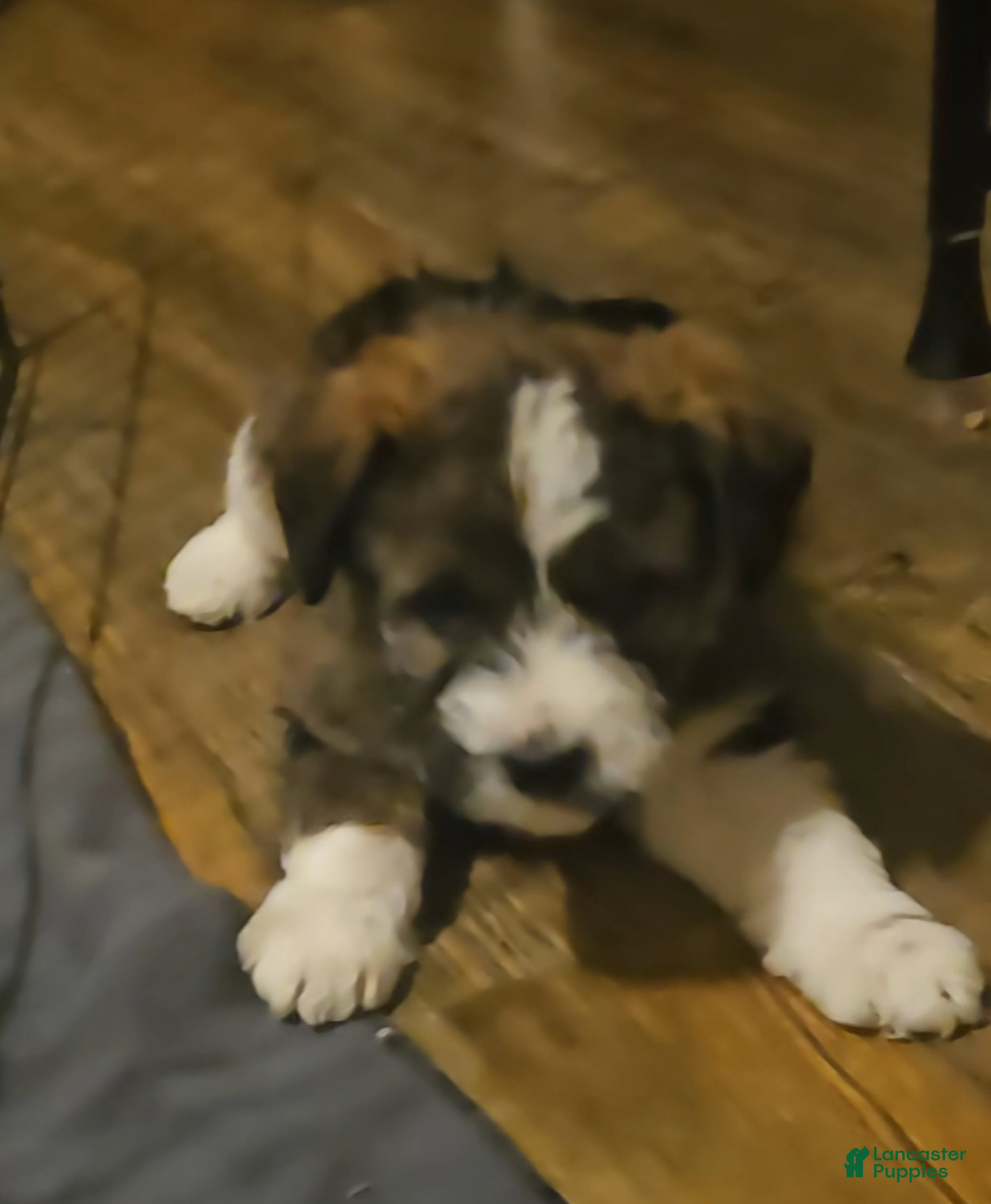 Mixed Breed dogs Nancy girl - Ad 10