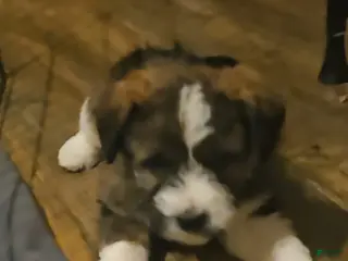 Mixed Breed dogs Nancy girl - Ad 2