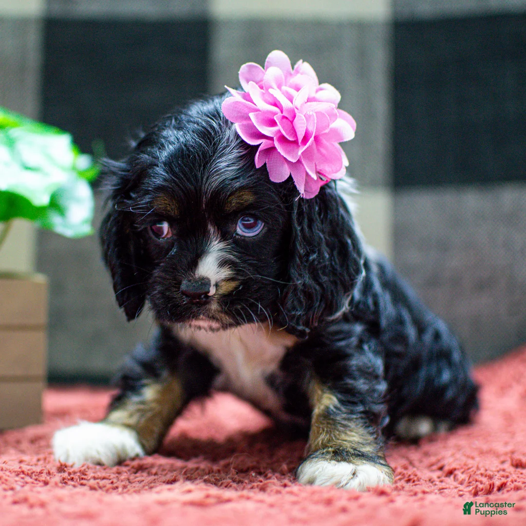 Cocker Spaniel dogs for sale: Tai Cocker Spaniel Puppy  - Ad 3