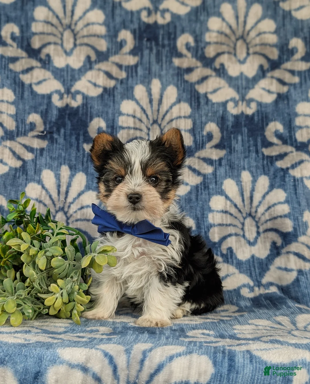 Yorkshire Terrier dogs for sale: Jax 4.5 lbs Full Grown - Ad 1