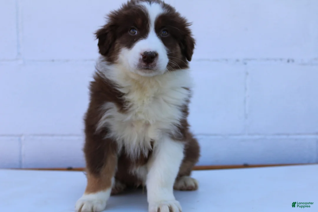 Australian Shepherd dogs for sale: Sully - Ad 3