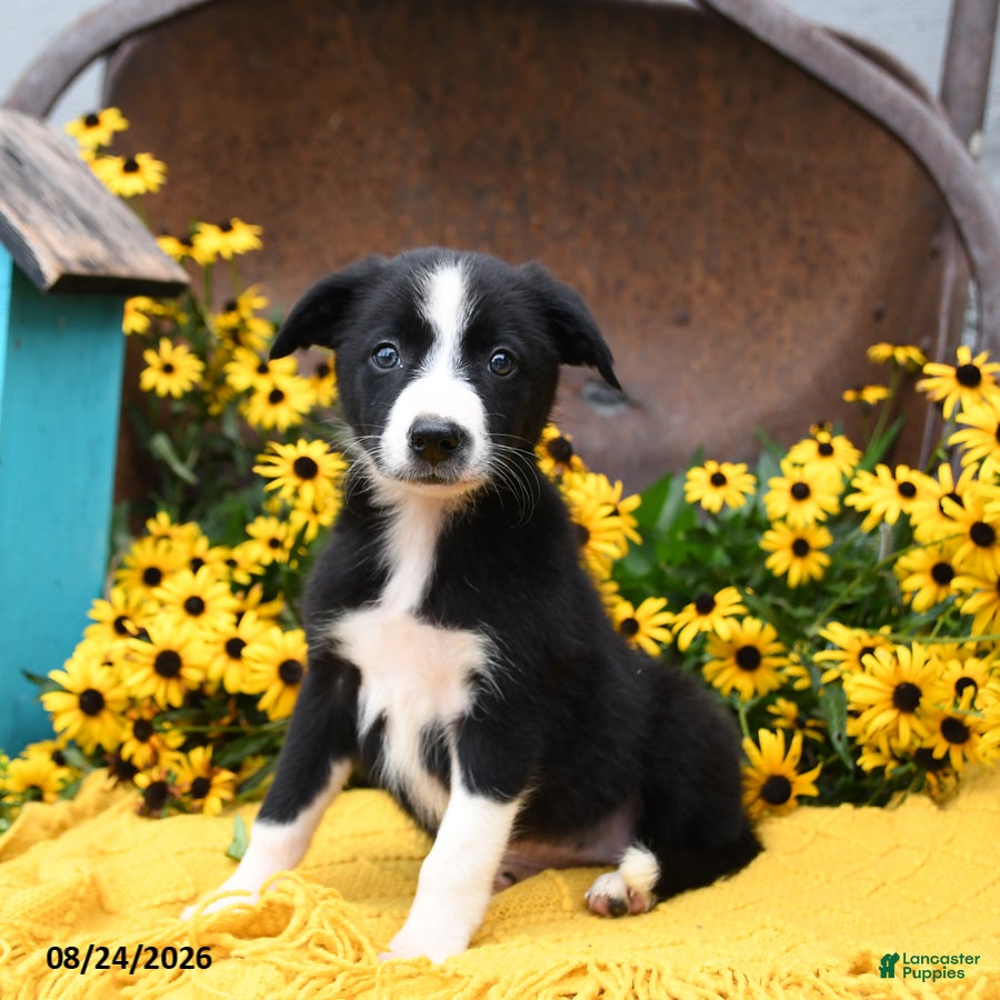 Border Collie dogs Bella   - Ad 1