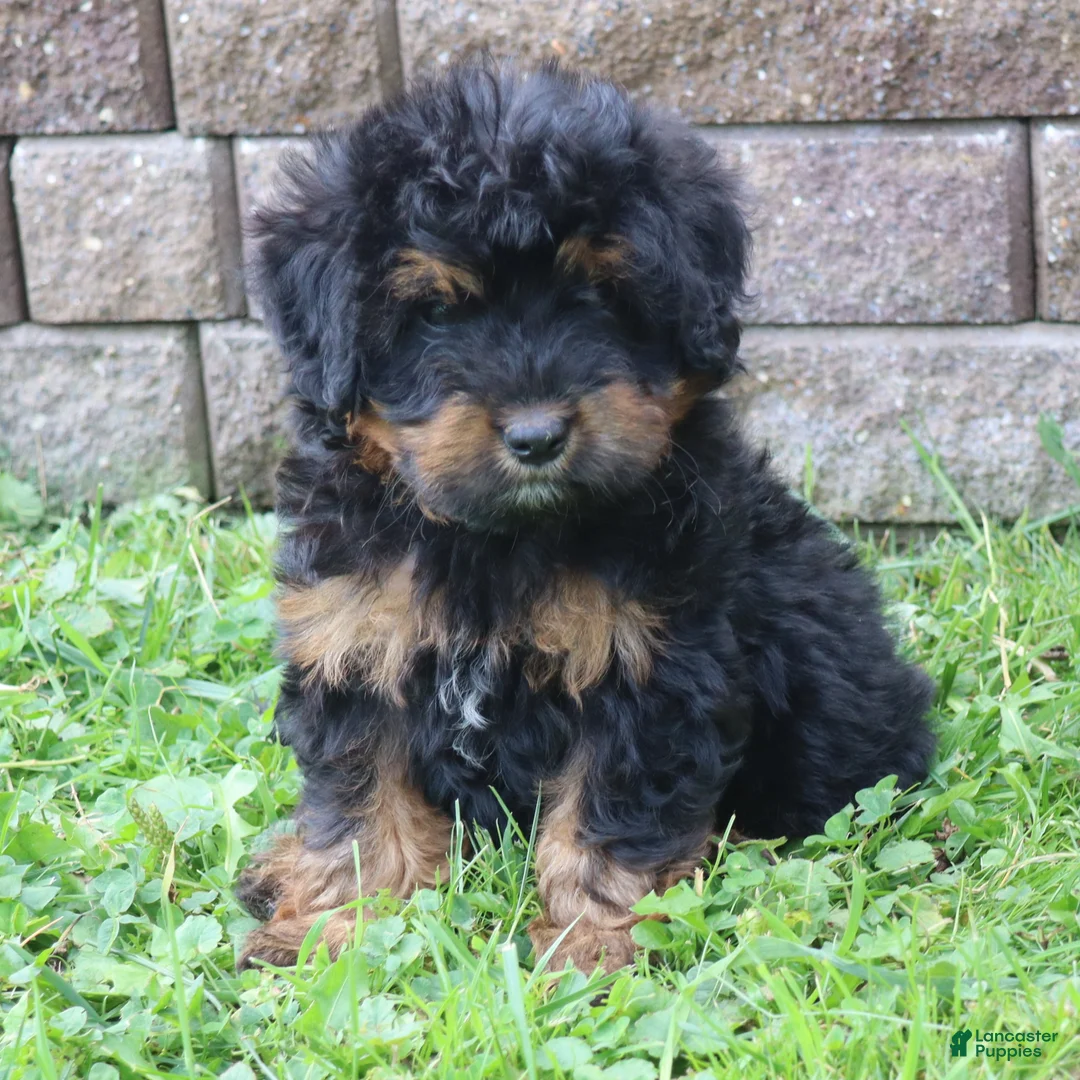 Mini Goldendoodle dogs for sale: Chase - Ad 2