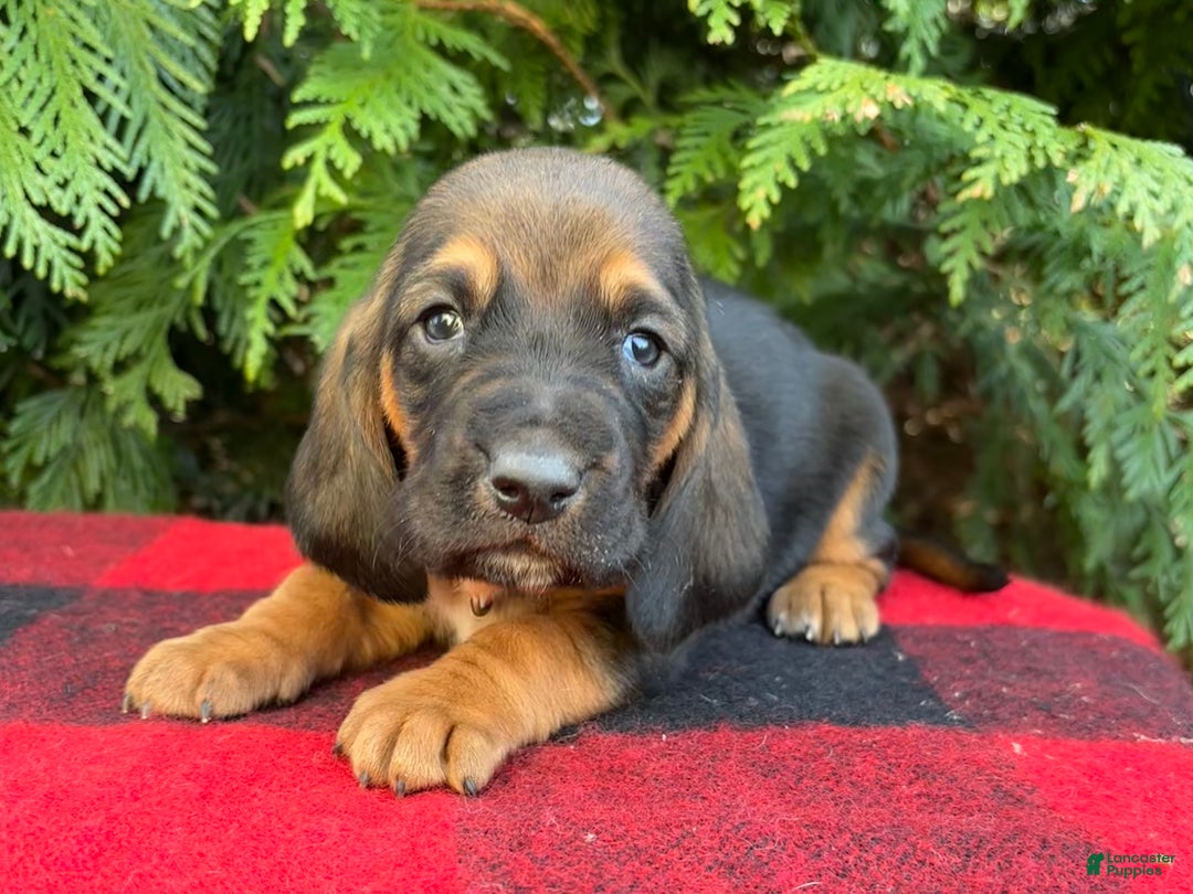 Basset Hound dogs for sale: Noelle - Ad 7