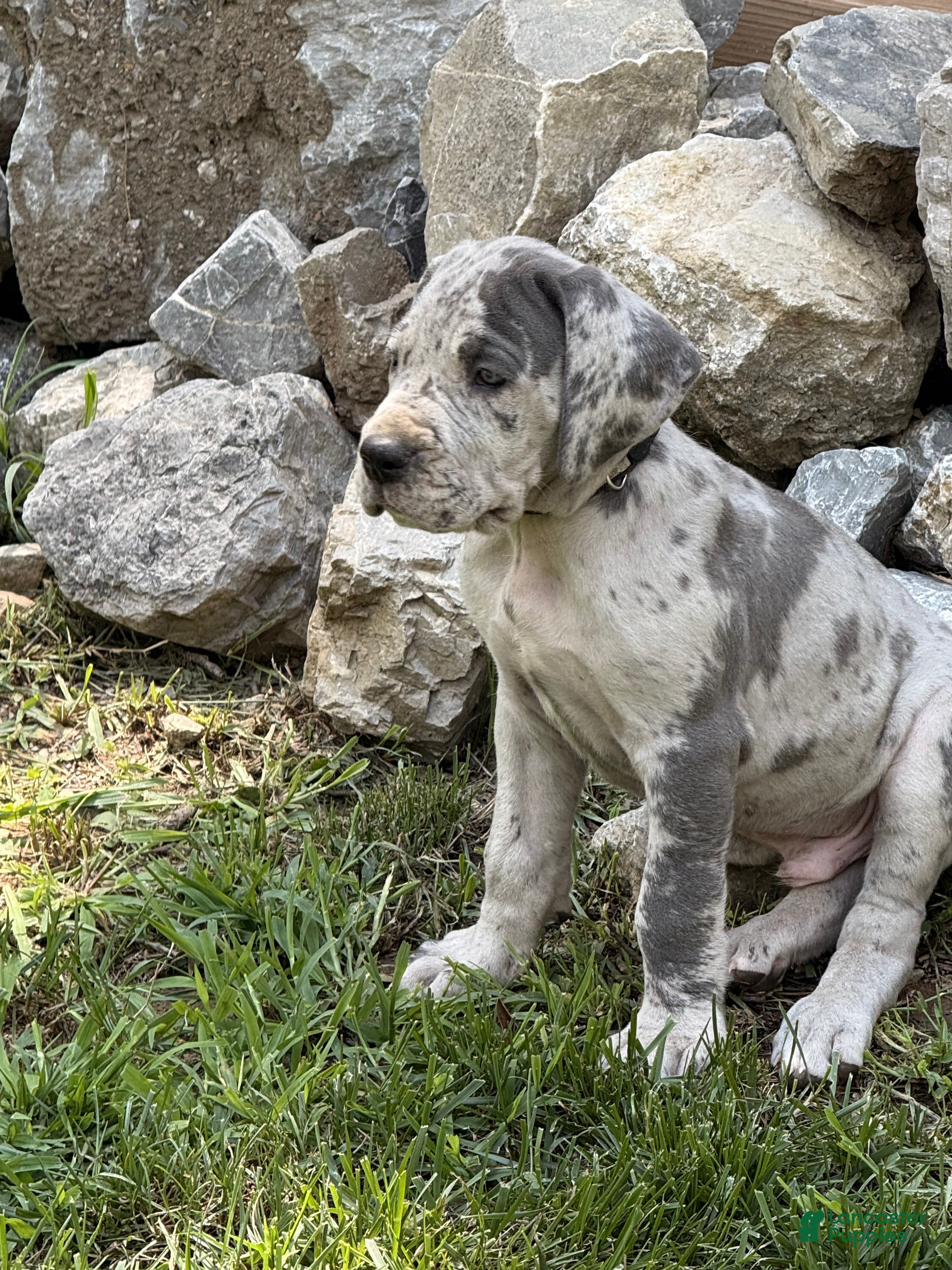 Great Dane dogs Jon Bon - Black collar - Ad 1