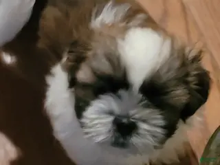 Shih Tzu dogs Benjamin - Ad 10