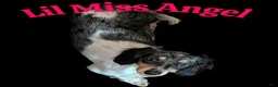 Miniature Dachshund dogs for sale: Silver dapple boy  - Ad 3